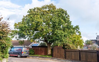 Oak tree